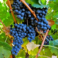 MERLOT